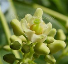  Female flower with reduced stamens